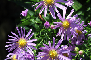 New York Aster - Symphyotrichum novi-belgii