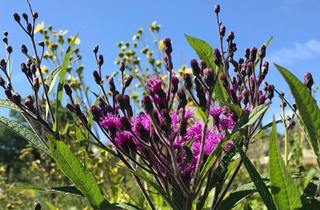 New York Ironweed - Vernonia noveboracensis