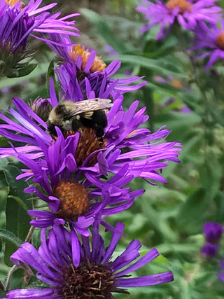 New England Aster - Symphyotrichum novae-angliae