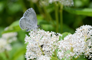 New Jersey Tea - Ceanothus americanus