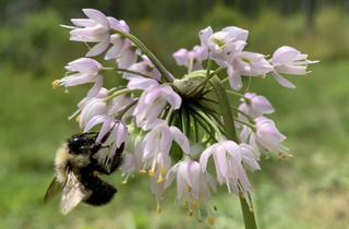 Nodding Onion - Allium cernuum