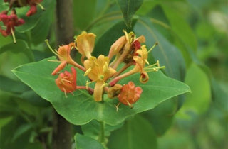 Northern Bush Honeysuckle - Diervilla lonicera