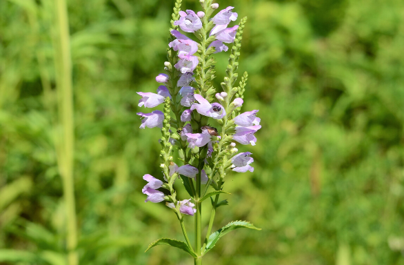 lavender obedient plant Obedient Plant