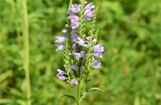 Obedient Plant - Physostegia virginiana