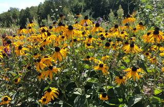 Orange Coneflower - Rudbeckia fulgida