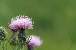 Pasture Thistle - Cirsium discolor