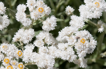 Pearly Everlasting - Anaphalis margaritacea