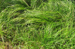 Pennsylvania Sedge - Carex pensylvanica