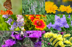 ~ Pollinator Garden Kit  - Full Sun Dry Soil