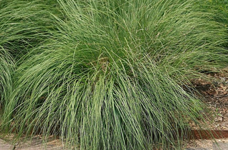 Prairie Dropseed - Sporobolus heterolepis