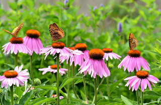 Purple Coneflower - Echinacea purpurea