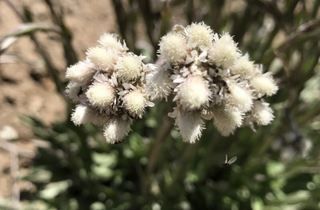 Pussytoes - Antennaria plantaginifolia