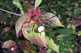 Red-osier Dogwood - Cornus sericea