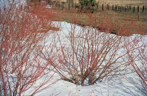 Red-osier Dogwood - Cornus sericea