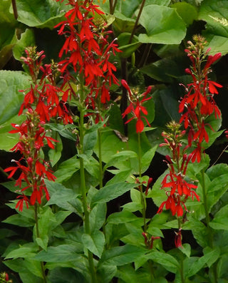 Cardinal Flower - Lobelia cardinalis