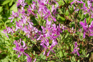 Rhodora - Rhododendron canadense