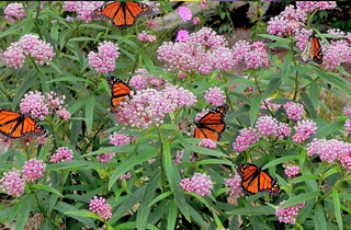 Rose Milkweed - Asclepias incarnata