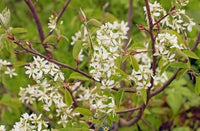 Serviceberry - Amelanchier canadensis/arborea