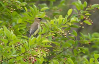 Serviceberry - Amelanchier canadensis/arborea