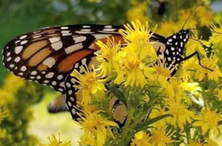 Showy Goldenrod - Solidago speciosa