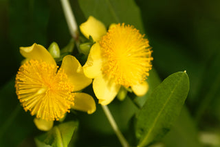 Shrubby St John's Wort - Hypericum prolificum