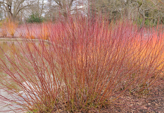 Silky Dogwood - Cornus amomum