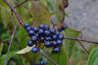 Silky Dogwood - Cornus amomum