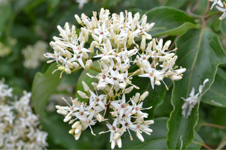 Silky Dogwood - Cornus amomum