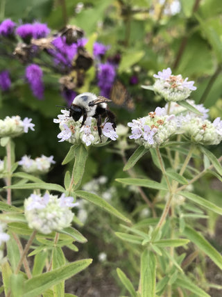 Slender Mountain Mint - Pycnanthemum tenuifolium