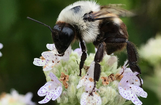 Slender Mountain Mint - Pycnanthemum tenuifolium