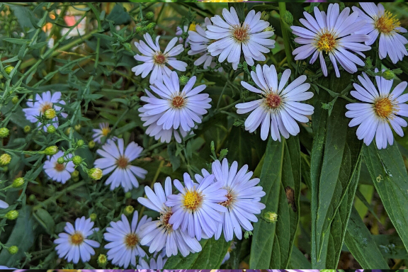 Smooth Blue Aster Symphyotrichum laeve Bagley Pond Perennials