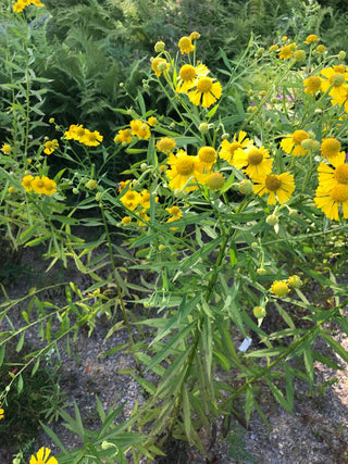 Sneezeweed - Helenium autumnale