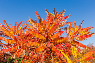 Staghorn Sumac - Rhus typhina