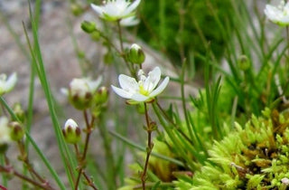 Stiff Sandwort - Arenaria stricta