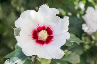 Swamp Rose Mallow - Hibiscus moscheutos