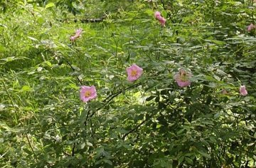 Wetlands Rose -Rosa palustris