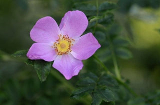 Virginia Rose - Rosa virginiana