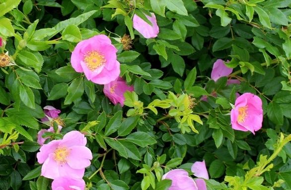Virginia Rose - Rosa virginiana – Bagley Pond Perennials