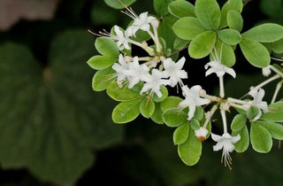 Swamp Azalea - Rhododendron viscosum