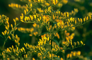 Sweet Goldenrod - Solidago odora