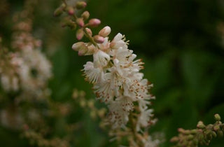 Sweet Pepperbush - Clethra alnifolia