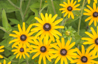 Sweet Black Eyed Susan - Rudbeckia subtomentosa