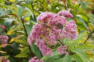 Sweet Joe Pye Weed - Eutrochium purpureum