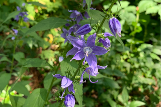 Tall American Bellflower - Campanula americana