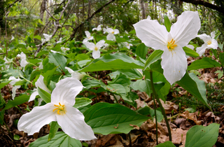 White Trillium - Trillium grandiflorum