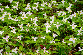 White Trillium - Trillium grandiflorum