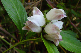 White Turtlehead - Chelone glabra