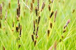 Tussock Sedge - Carex stricta