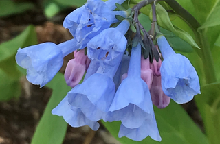 Virginia Bluebells - Mertensia virginica