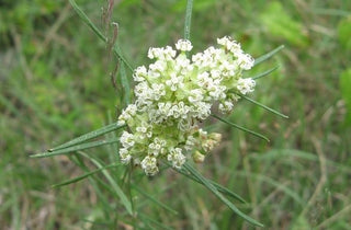 Whorled Milkweed - Asclepias verticillata